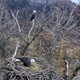 Image for article titled It's Eagle Cam Time